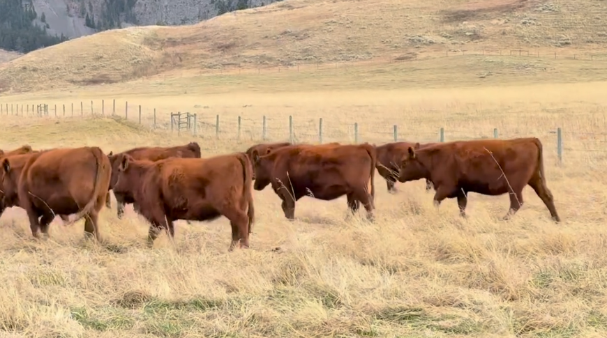 1 Iron – Home Raised – May 1 for 60 days!- BH1110C5